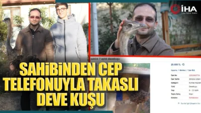 Yavruyken Aldığı Deve Kuşunu Cep Telefonu Takasıyla İlana Koydu