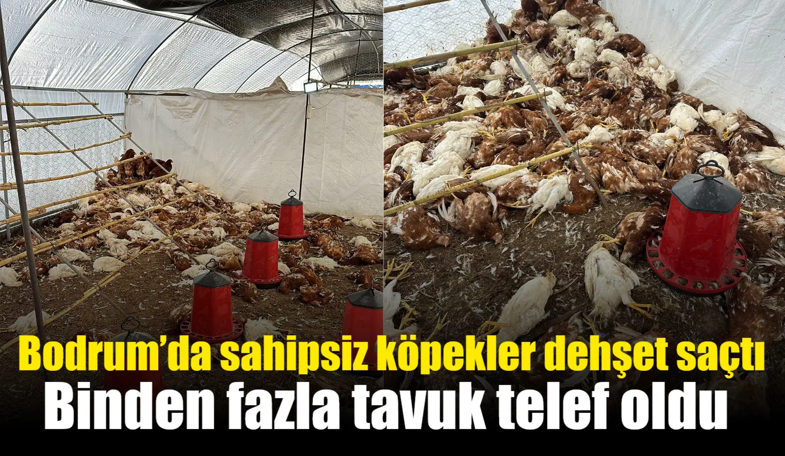 Bodrum’da sahipsiz köpekler dehşet saçtı: Binden fazla tavuk telef oldu