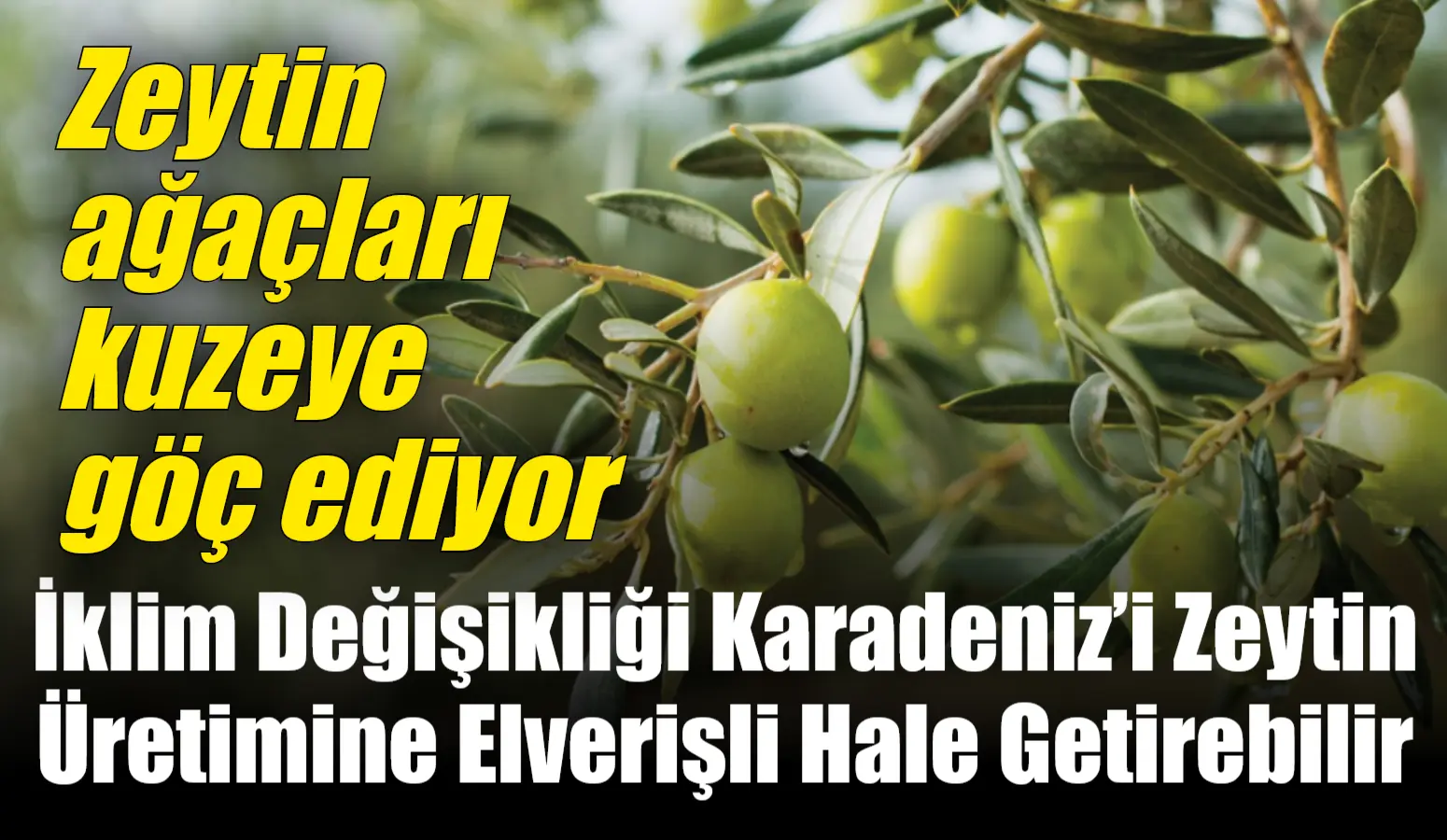 İklim Değişikliği Karadeniz’i Zeytin Üretimine Elverişli Hale Getirebilir