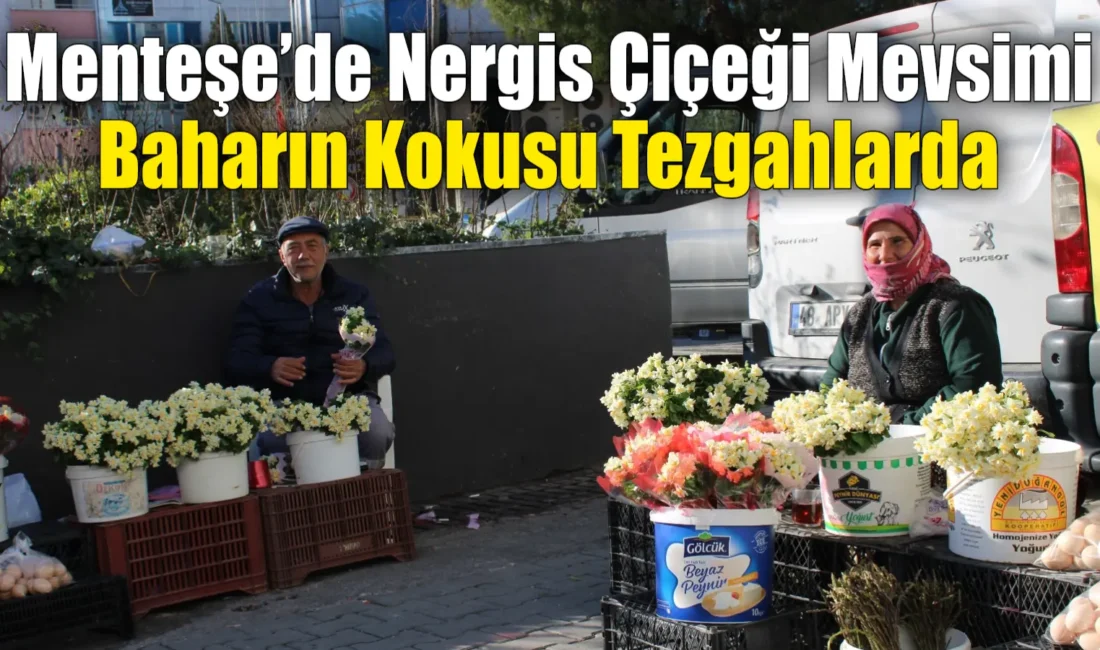 Muğla’nın güzelliklerinden biri olan nergis çiçeği mevsimi başladı. Menteşe Kapalı