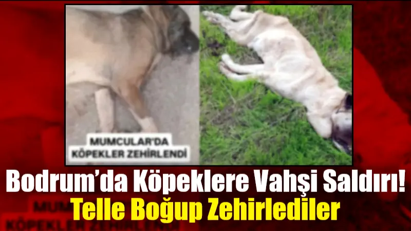 Muğla’nın Bodrum ilçesinde bir köpeğin telle boğularak öldürülmesinin ardından bazı