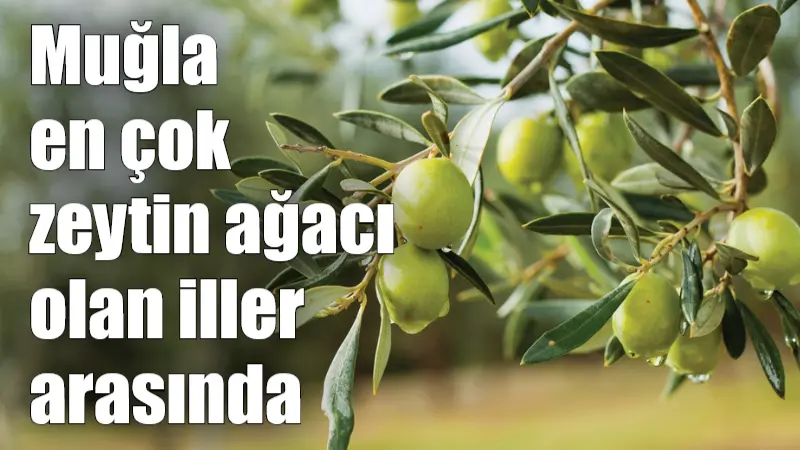 ULUSAL Zeytin ve Zeytinyağı Konseyi'nin raporuna göre, Türkiye'de 2024 yılında